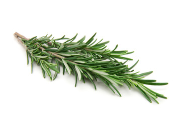 Fototapeta premium Twig of rosemary on a white background