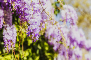 The flowering of lavender in the gardens of Florence.Italy