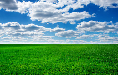 Obraz premium Image of green grass field and bright blue sky
