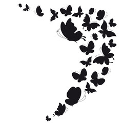 black butterfly, isolated on a white