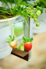 strawberry fruit and leaves by the pot
