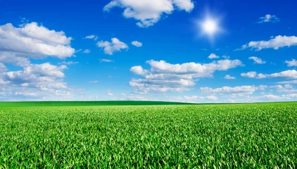 Tuinposter Image of green grass field and bright blue sky © nata777_7