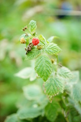 Fresh rasberry on tree