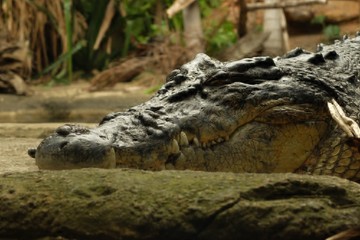 Obraz premium Closeup portrait of crocodile