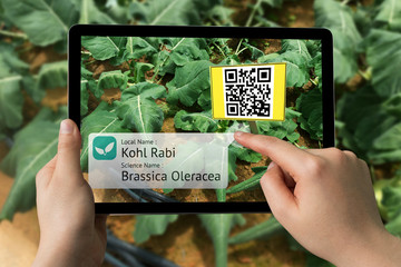 Smart agriculture, farm , industry 4.0 , Augmented reality concept. Farmer hand using tablet for scanning kind of plant with QR code application in vegetables farm.
