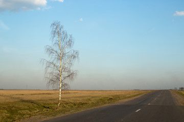 Fototapeta na wymiar Lonely birch by the road in the evening