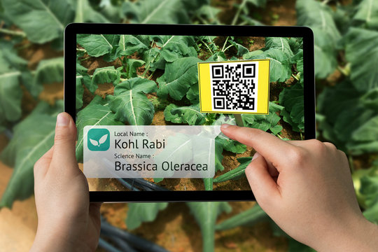 Smart agriculture, farm , industry 4.0 , Augmented reality concept. Farmer hand using tablet for scanning kind of plant with QR code application in vegetables farm. - Powered by Adobe