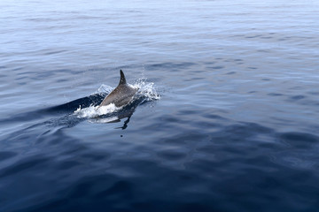 Fototapeta premium Dolphin real wildlife in the sea