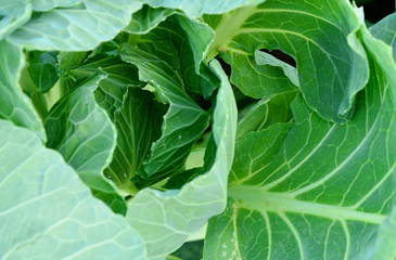 Fresh Organic Brussels Sprouts Tree with sunlight.