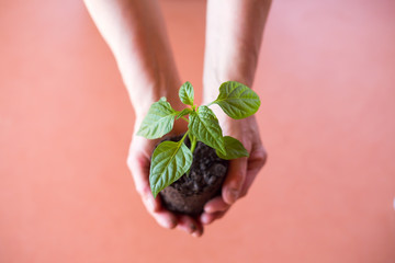 Green plant in the hand