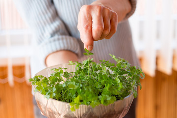 Green plant in the hand