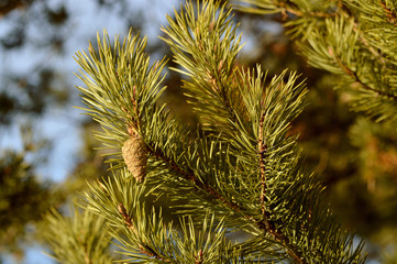 веточка сосны с шишкой. © nikpul