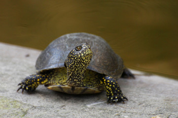 European pond turtle (Emys orbicularis) or European pond terrapin