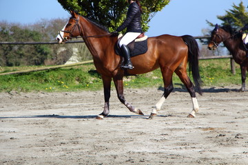 Cheval lors d'un concours hippique