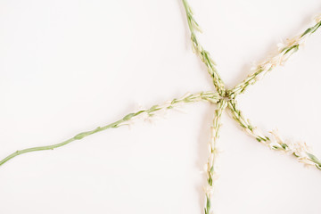White flowers on white background. Flat lay, top view.