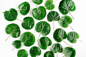 Floral pattern made of green leaves, branches on white background. Flat lay, top view. Leaf pattern texture.