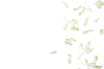 Green branches pattern on white background. Flat lay, top view. Flower background.
