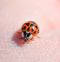 Ladybird beetle on the background of human hand. Ladybug close up.  Macro photo of insect ladybug.