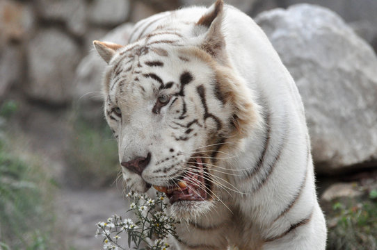 Face to face with white Bengal tiger