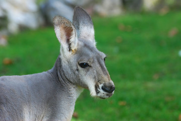 Portrait of a kangaroo,  kangaroo close up