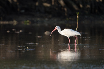 American white ibis