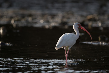 American white ibis