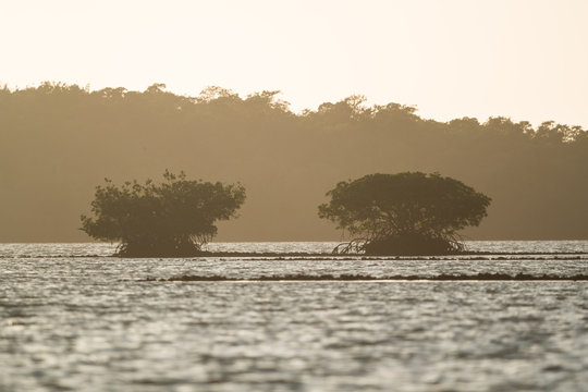 Mangroves  from Thousend Islands area, Florida
