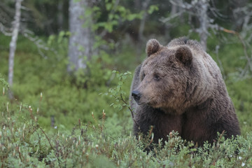 Obraz na płótnie Canvas brown bear 19