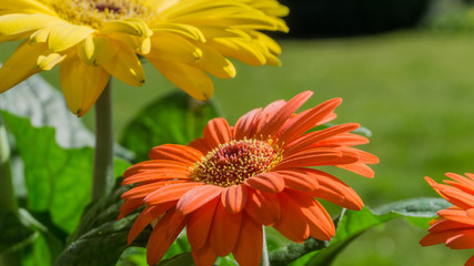 Yellow and orange gerbera flower in the garden at sunshine