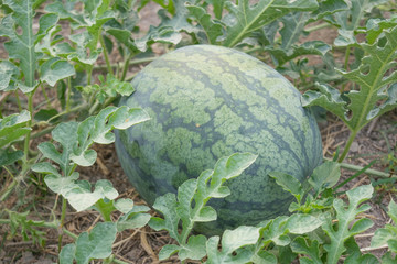 watermelon in the garden