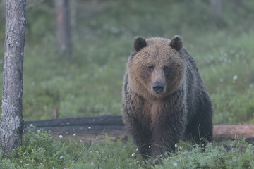 Obraz na płótnie Canvas brown bear 16