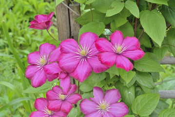 Flowers clematis 1