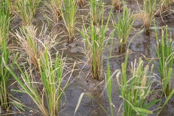 selective focus young rice sprout ready to growing in the rice field