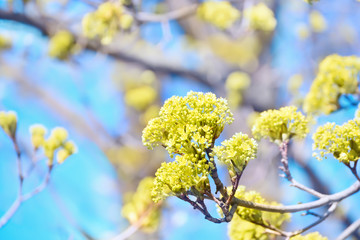 Bloom of maple in the spring. Inflorescence on the branches close up  against the blue sky. A gentle natural view of the spring park, garden.
