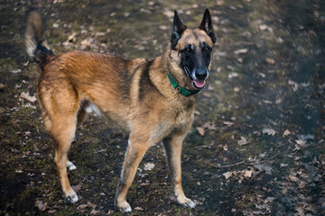 Belgian Shepherd Dog on a walk