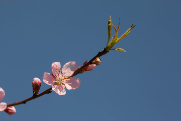 pink plum flower in a branch with flower buds and leaf sprouds in blue sky backgrounds