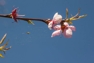 plum tree flower in a branch with leaf sprouds, spider and spider web in blue sky background