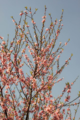 plum tree branches with pink flowers in blue sky background