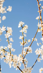 blossom cherry tree with white flores and blue sky background