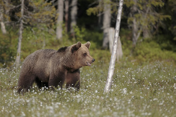 brown bear 12