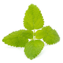 Fresh mint leaves isolated on white background. © gitusik