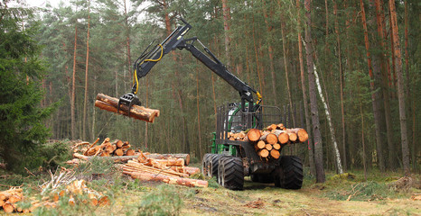 The harvester working in a forest. Harvest of timber. Firewood as a renewable energy source. Agriculture and forestry theme.  - 143159168