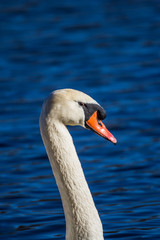 Swan Portrait © Oliver