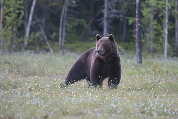 Fototapeta na wymiar brown bear 06