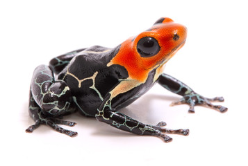red headed poison dart or arrow frog, Ranitomeya fantastica. A beautiful small poisonous animal from the Amazon rain forest in Peru. Isolated on white background. .
