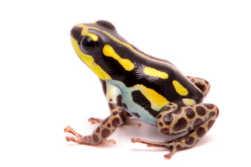 Macro of a poisonous dart or arrow frog, Ranitomeya flavovittata. A yellow striped poisonous animal from the tropical Amazon rain forest in Peru. Isolated on white background.