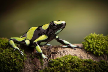 Tropical poison dart frog from the Amazon rain forest in Colombia. Dendrobates auratus a macro of a poisonous animal in the rainforest.