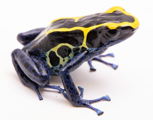 A blue black and yellow poison dart frog, Dendrobates tinctorius Kaw morph. A beautiful small...