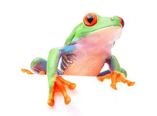 Red eyed tree frog from the tropical rain forest of Costa Rica and Panama. A cute funny exotic animal with vibrant eyes isolated on a white background. ..