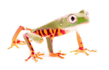 Tiger leg monkey tree frog, Phyllomadusa tomopterna. Tropical treefrog from Amazon rain forest and an endangered animal. Isolated on white background. .